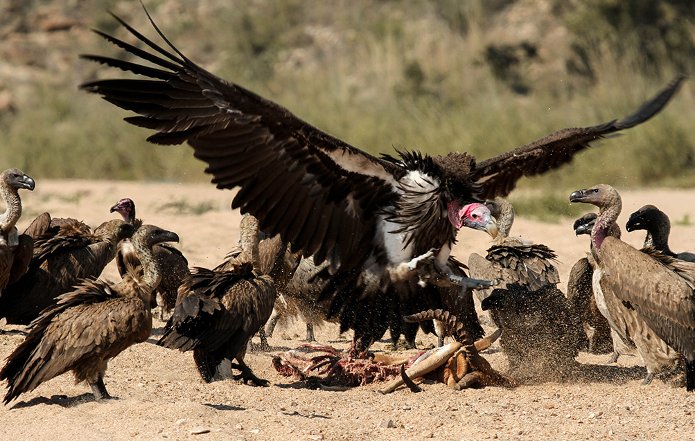 Black Vulture Project - Pleasant Hill Park